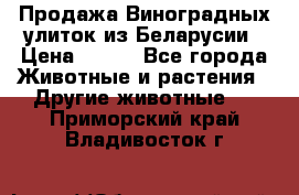 Продажа Виноградных улиток из Беларусии › Цена ­ 250 - Все города Животные и растения » Другие животные   . Приморский край,Владивосток г.